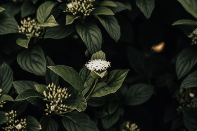 Close-up of flowering plant