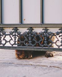 Cat lying on window sill