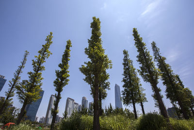 Low angle view of tall trees at songdo central park against sky
