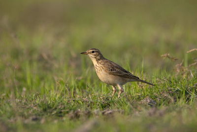 Bird perching on grass