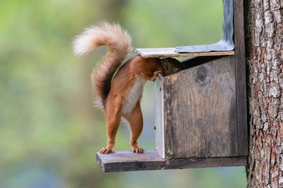 Close-up of squirrel on tree