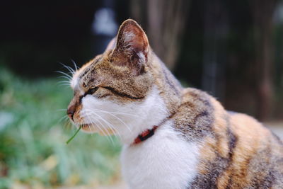 Close-up of a cat looking away