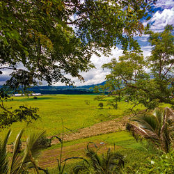 Scenic view of field against sky