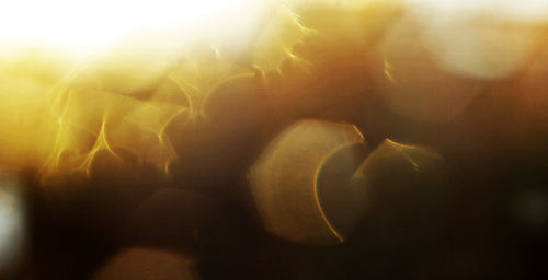 Close-up of jellyfish in water