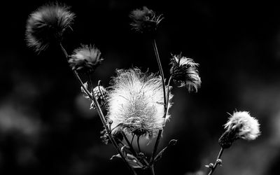 Close-up of thistle dandelion