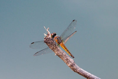 Close-up of dragonfly on twig