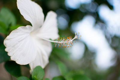 Close-up of white flowering plant