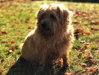 Close-up of dog sitting on field