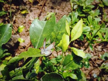 Close-up of green leaves on plant