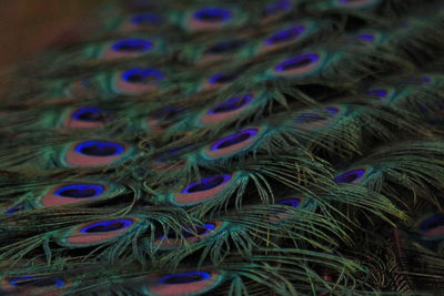 Full frame shot of peacock feathers