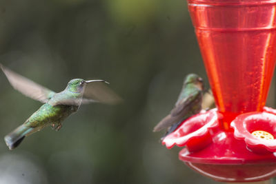 Close-up of a bird flying