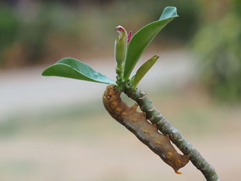 Close-up of a flower