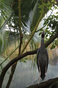 Close-up of bird perching on tree