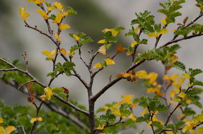 Low angle view of flowering plant against tree