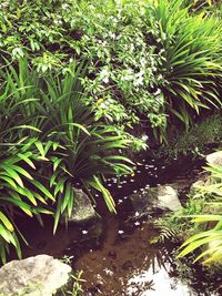 High angle view of plants growing in forest