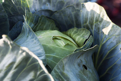 Close-up of cabbage