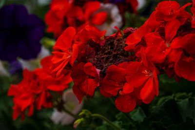 Close-up of red flowering plants