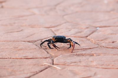 Close-up of insect on rock