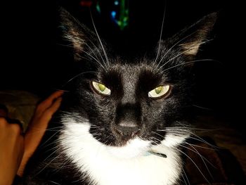 Close-up portrait of black cat