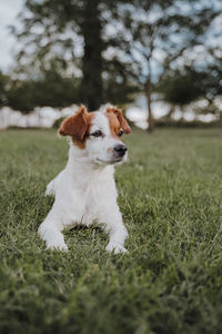 Dog on grass at park