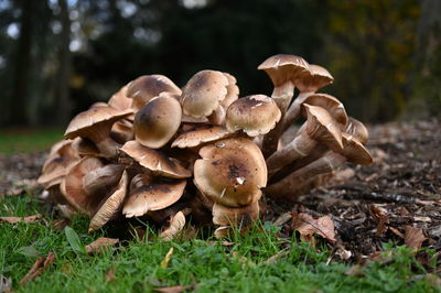 Close-up of mushrooms growing on field