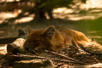 Lion relaxing on a field