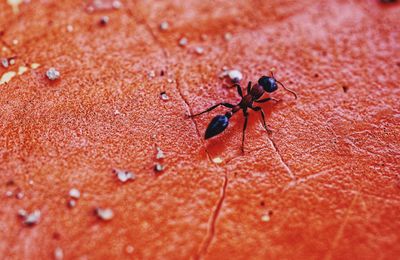 High angle view of spider on leaf
