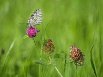 Close-up of butterfly pollinating on purple flower