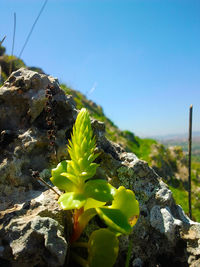 Close-up of fresh green plants against sky