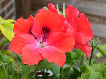 Close-up of fresh red flowers blooming outdoors