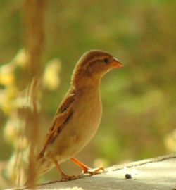 Close-up of bird