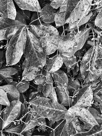 Close-up of leaves