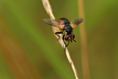 Close-up of insect on plant