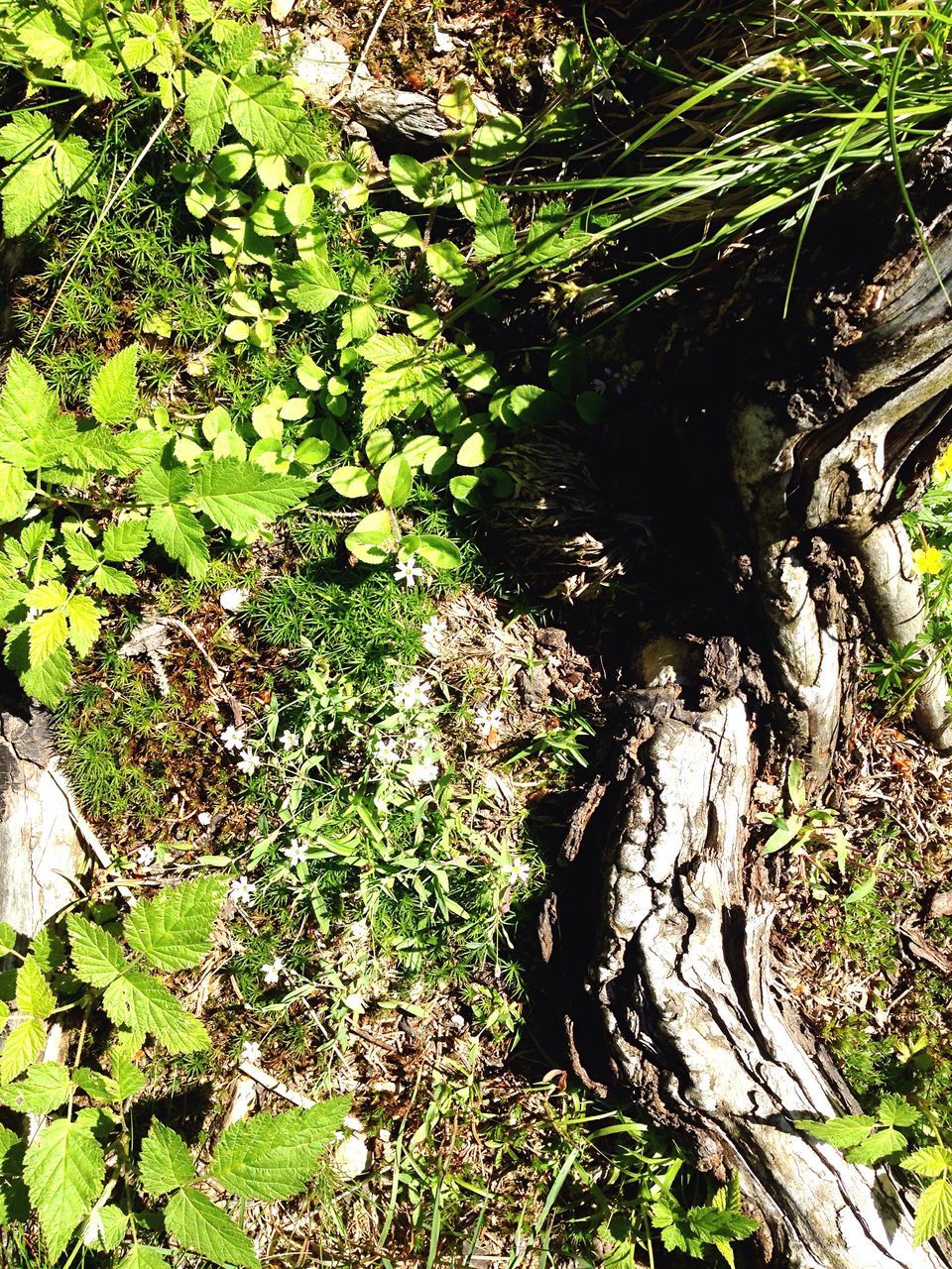 tree, growth, nature, no people, beauty in nature, green color, day, outdoors, backgrounds, low angle view, branch, sky, close-up