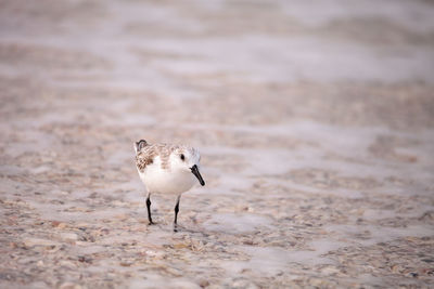 Western sandpiper shorebirds calidris mauri forage along the ocean shore for food at barefoot beach