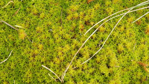 Plants growing on field