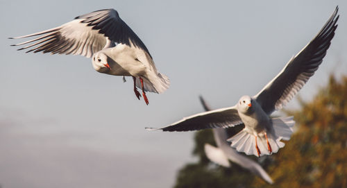 Seagulls flying against sky