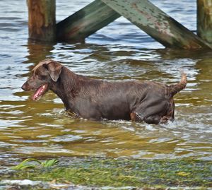 Dog in lake