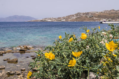 Scenic view of sea and yellow flowers against sky