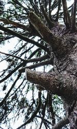 Low angle view of tree in forest