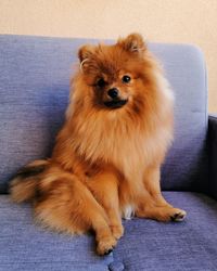 Portrait of dog sitting on sofa
