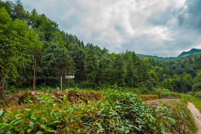 Trees and plants on landscape against sky