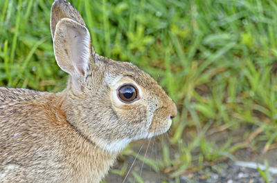 Close-up of hare on field