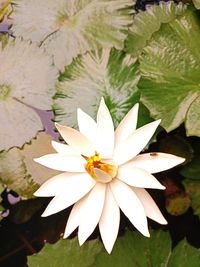 High angle view of white flowering plant