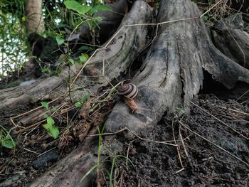 High angle view of dead plants in forest