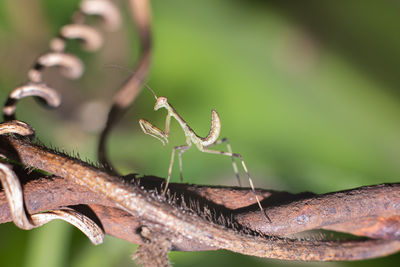 Close-up of insect on leaves