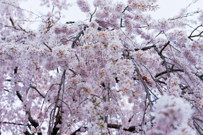 Low angle view of cherry blossom