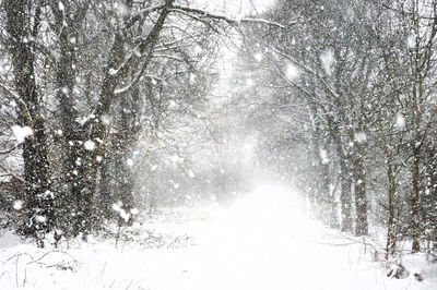 Snow covered trees in forest during winter