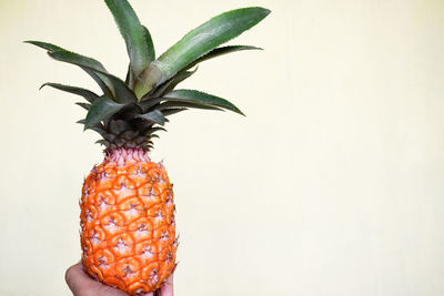 Close-up of hand holding fruit against white background