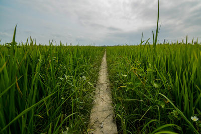 Scenic view of agricultural field against sky